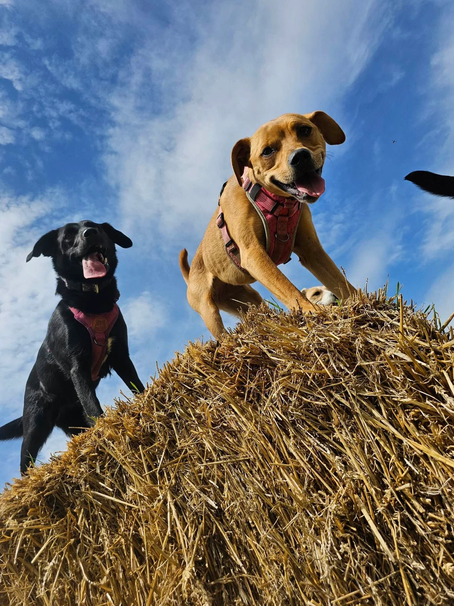 Let's Talk Socialisation