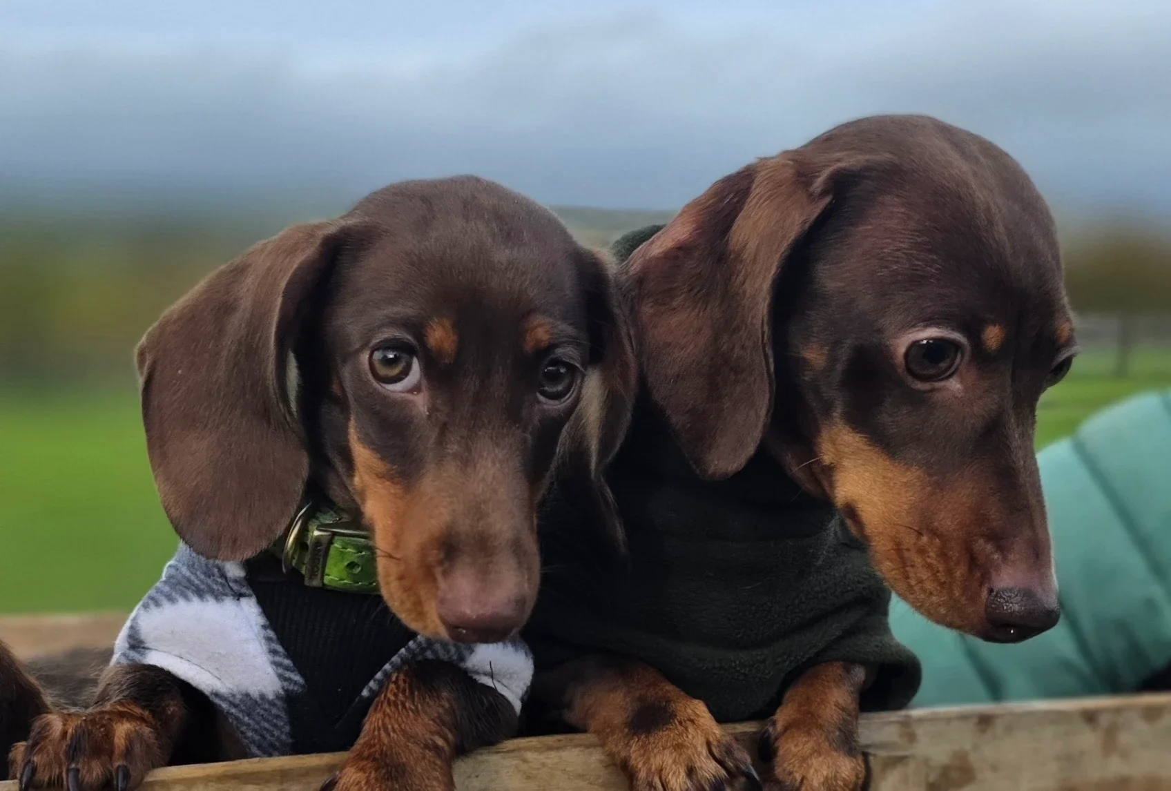 Oodles Of Fun: So much more than a dog walk