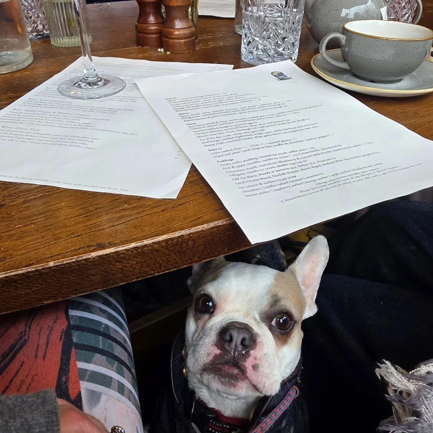 Causing chaos @theglobeatwells #fishandchip pending #dogfriendly #familytime