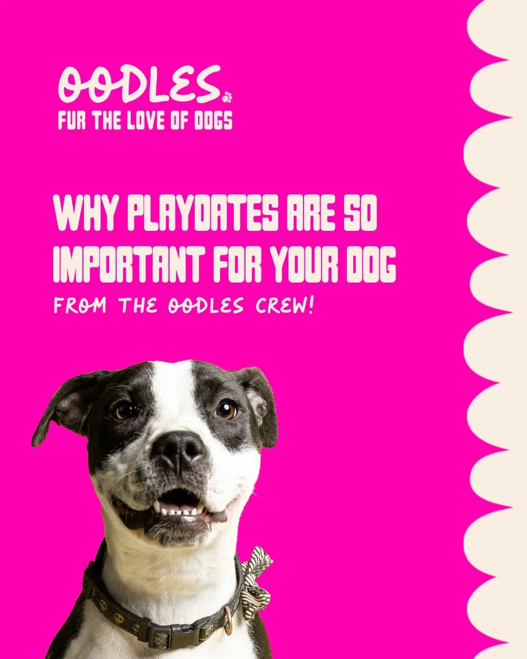 Dogs aren&rsquo;t just our best friends &mdash; they need friends of their own too. 

Playdates aren&rsquo;t just about zoomies (although we love those). They help dogs learn social skills, build confidence, burn energy, and keep their minds stimulat