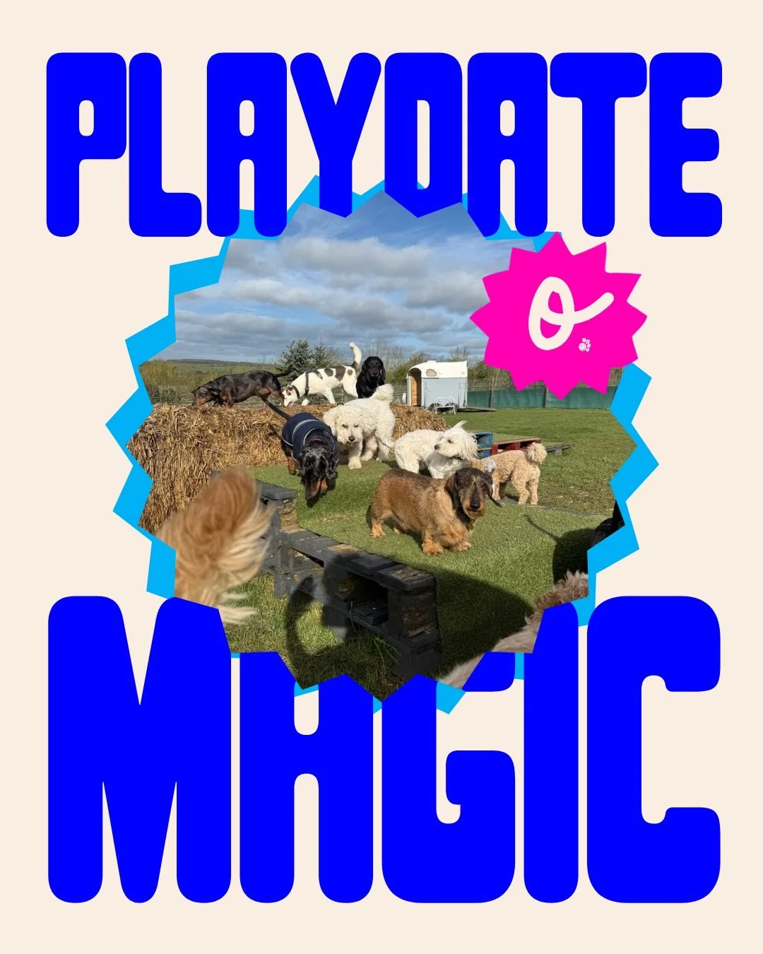 This week at Oodles&hellip; 

A few of our favourite moments from the paddocks &mdash; muddy paws, mid-zoomie action shots, new friendships, and plenty of very happy, tired pups. 

From full-speed chases to the occasional grass roll and sun-soaked sn