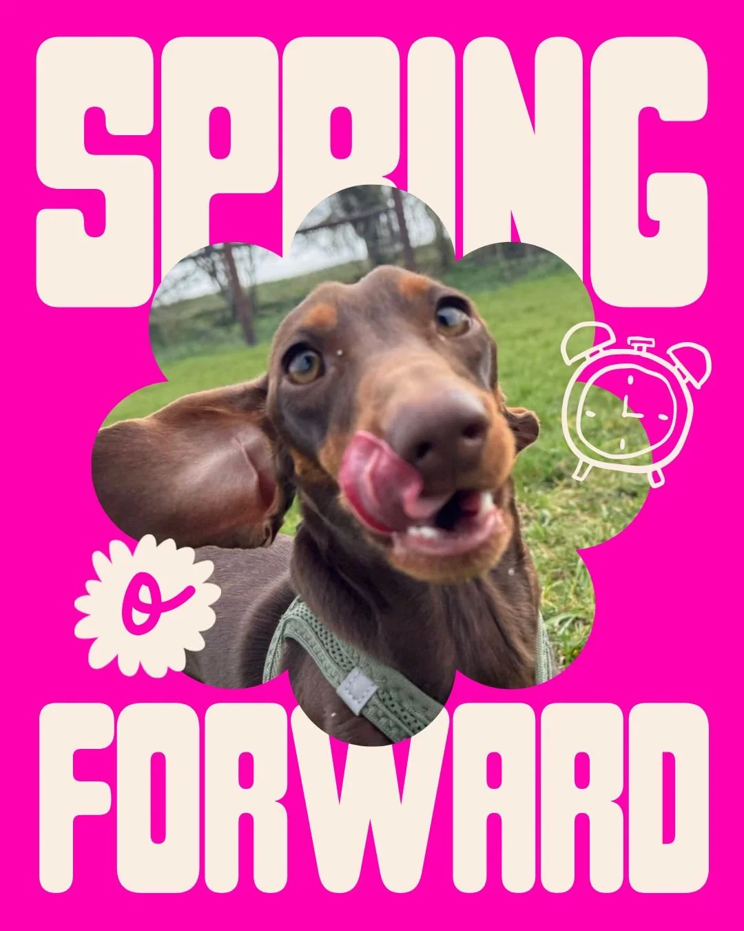 Spring Forward&hellip; Fetch More Daylight!

Don&rsquo;t fur-get&hellip; the clocks are springing forward! 
That means lighter evenings, longer walkies, extra zoomie time, and even more adventures with your four-legged besties. 

Yes, we might lose a