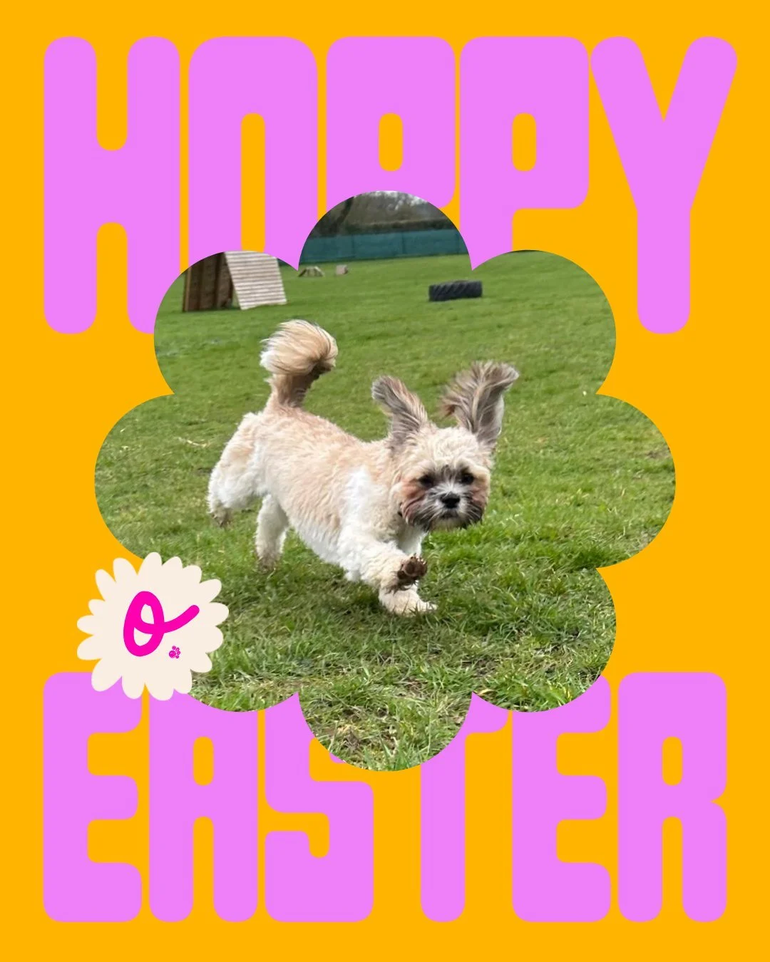 Hoppy Easter from Oodles Family! 

Today is all about joy, treats, zoomies, and making memories with your favourite four-legged family member. May your day be bright, full of belly rubs, and sprinkled with doggie magic.

Have an amazing Easter Sunday
