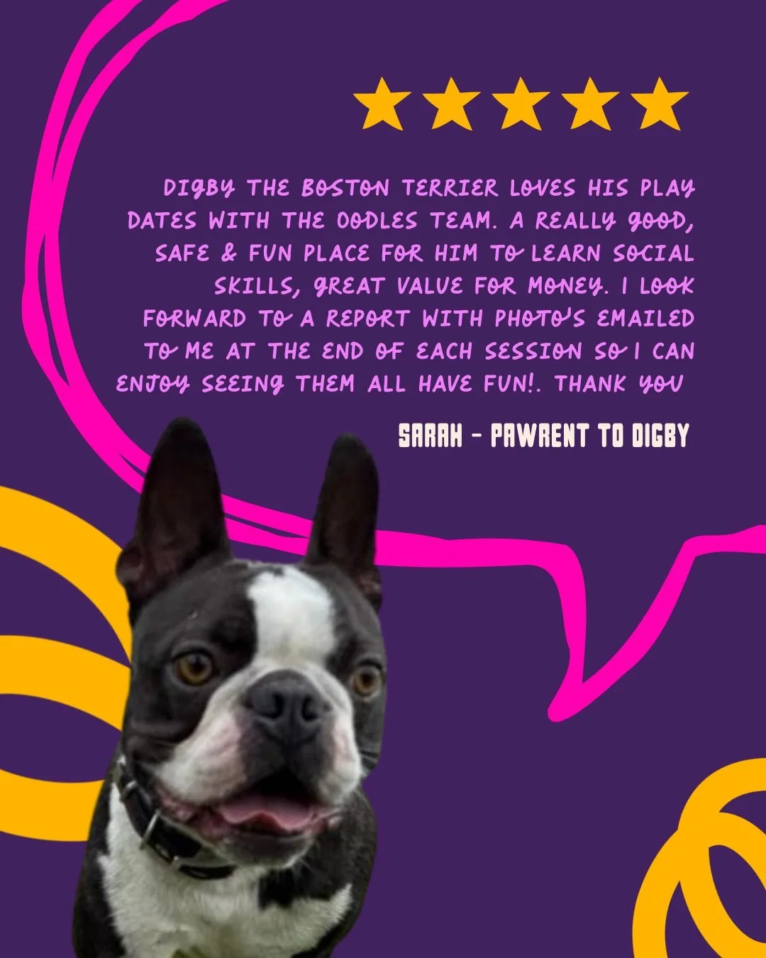 Digby, you little superstar! 

We adore having this handsome Boston Terrier join our playdates &mdash; full of character, confidence and plenty of zoomies.

Hearing how much he&rsquo;s growing, learning and loving his time with the Oodles team means 
