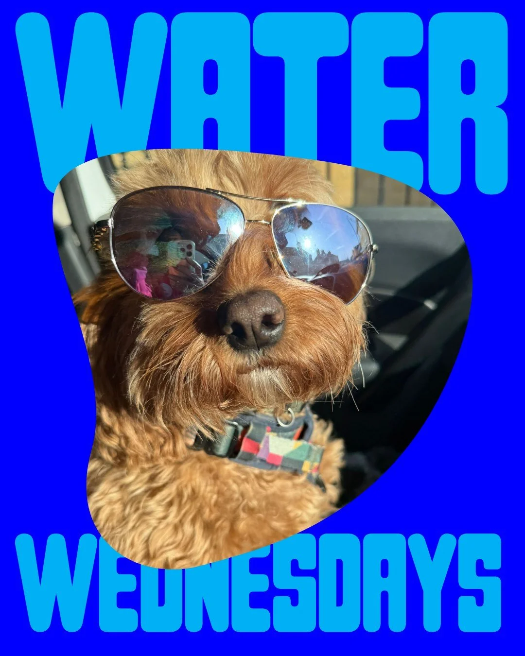 Sun&rsquo;s out, hose pipes out! Our oodles are making a splash this Water Wednesday! 
#OodlesOfFun #WaterWednesday #WetOodles #OodleLife #DoodleDogs #SplootAndSplash
