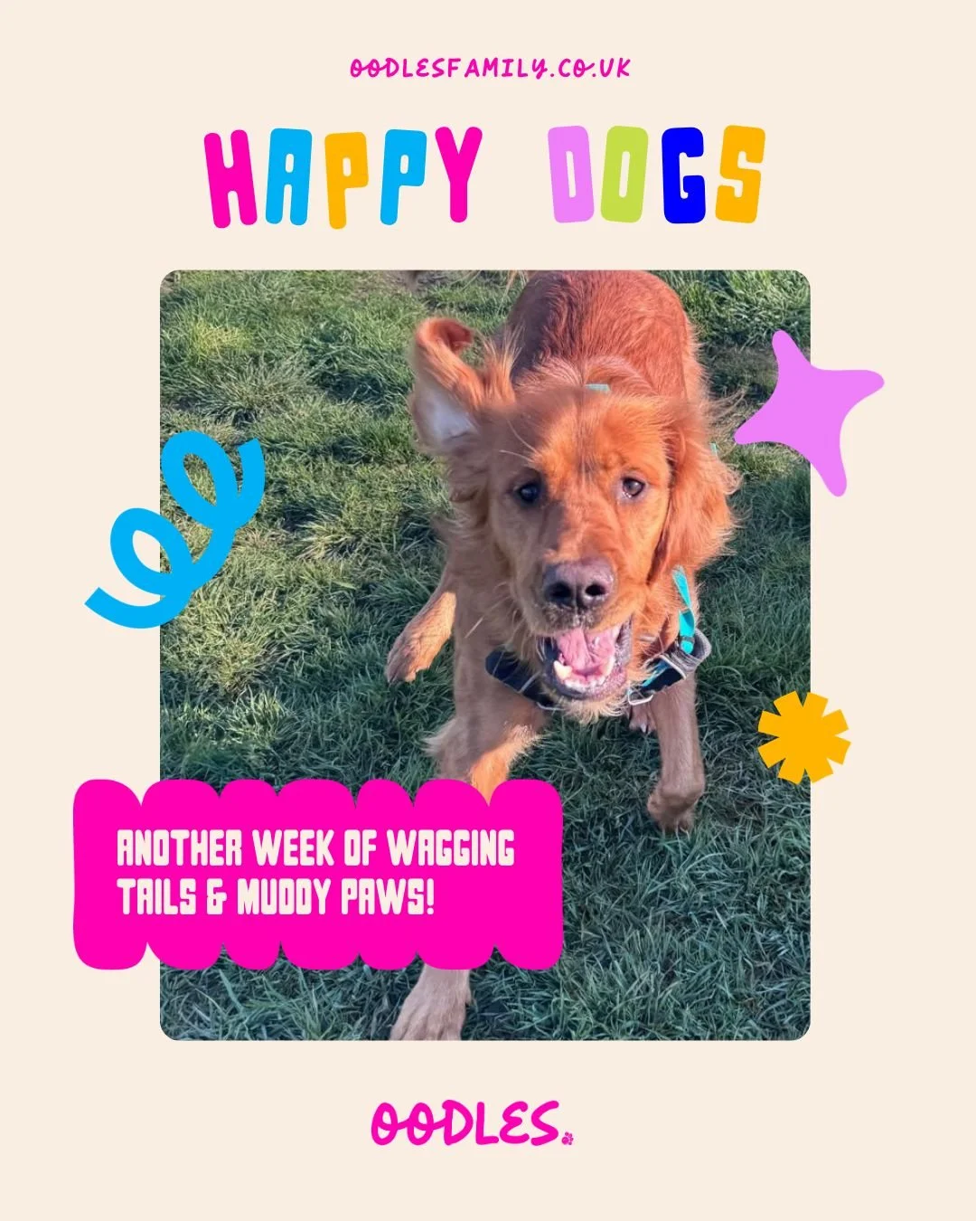 Another week of wagging tails and muddy paws at Oodles. 

From full-speed zoomies across the paddocks to new friendships being made, it&rsquo;s been a week packed with play, exploration, and very happy dogs. We love looking back at these little momen