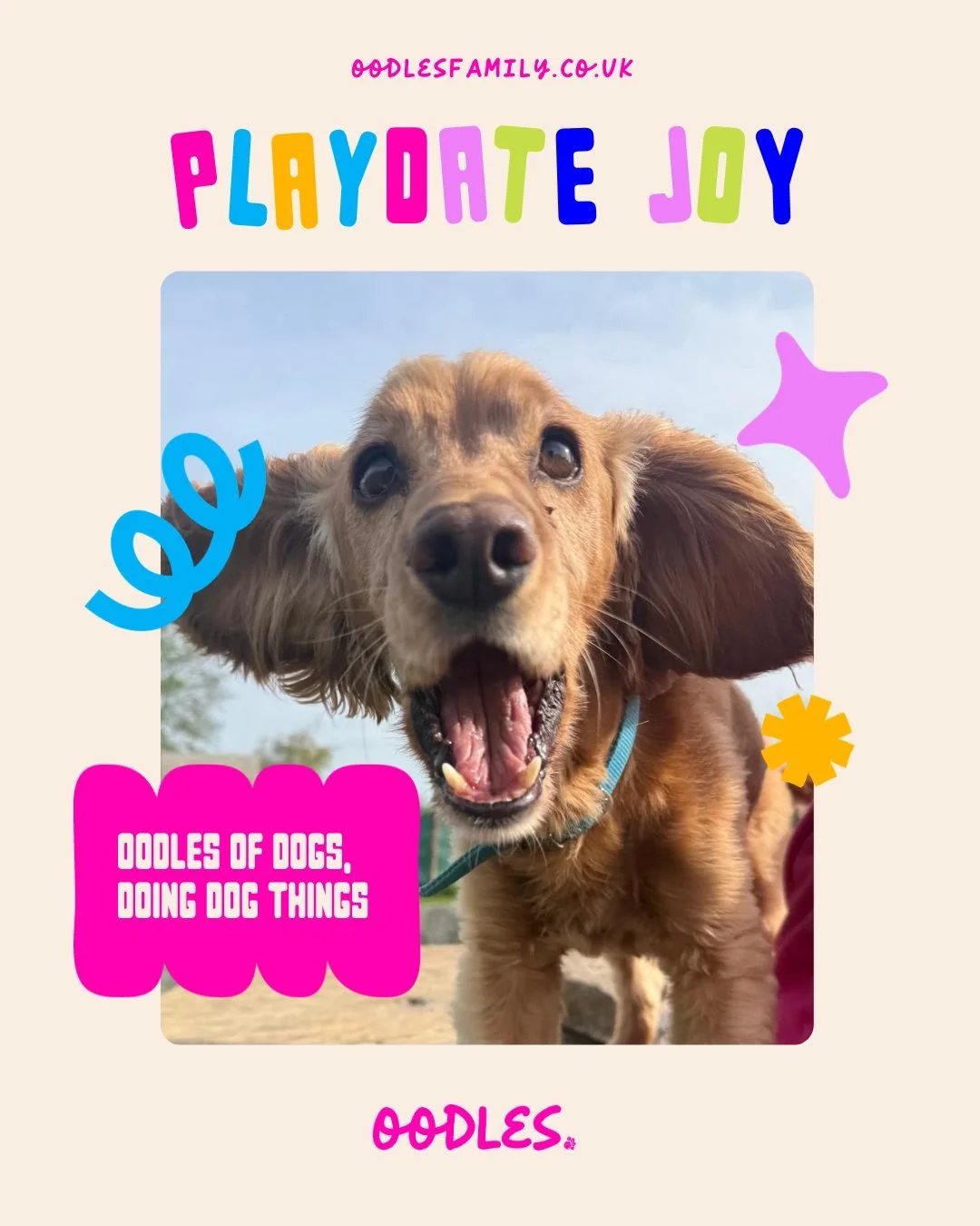 Playdates full of wiggles, boops, zoomies, and way too much excitement.
oodles of paws. oodles of joy. oodles of furry besties having the time of their lives.

#oodlesofjoy #doghooligans #playdatepups #smilingdogs #dogfriends #pawesomefun #happypooch