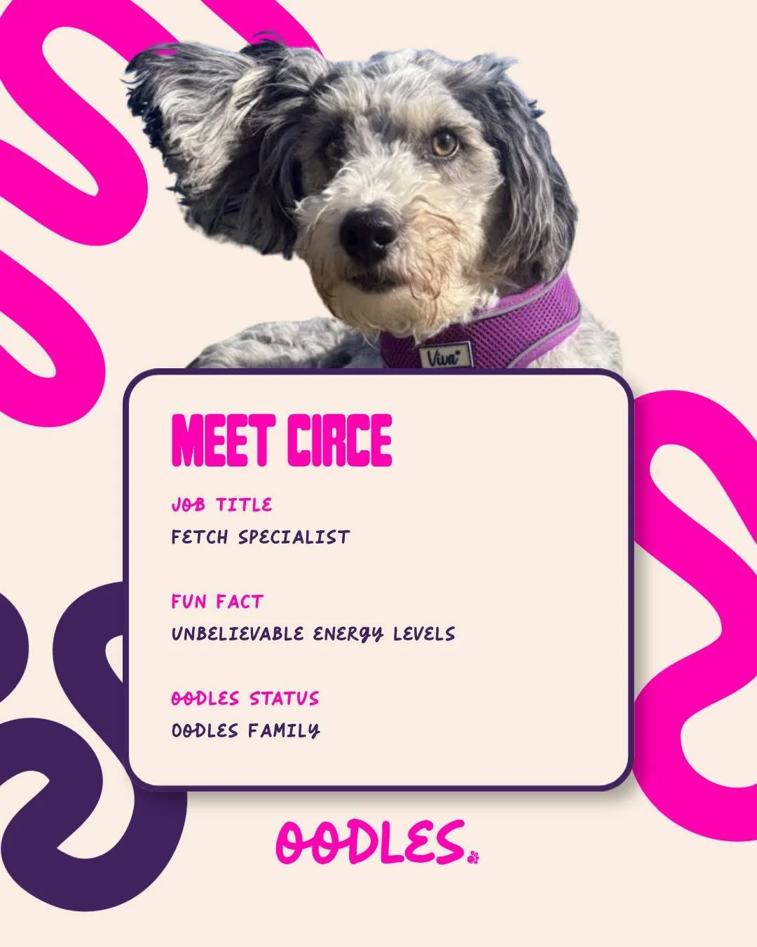 Meet Circe &mdash; the unstoppable queen of zoomies and absolute ball-retrieving royalty!
She&rsquo;s full of beans, full of love, and friends with literaZoomieQueene she meets.
Treats? Meh.
Tennis balls? HER ENTIRE PERSONALITY.
Would your pup keep u