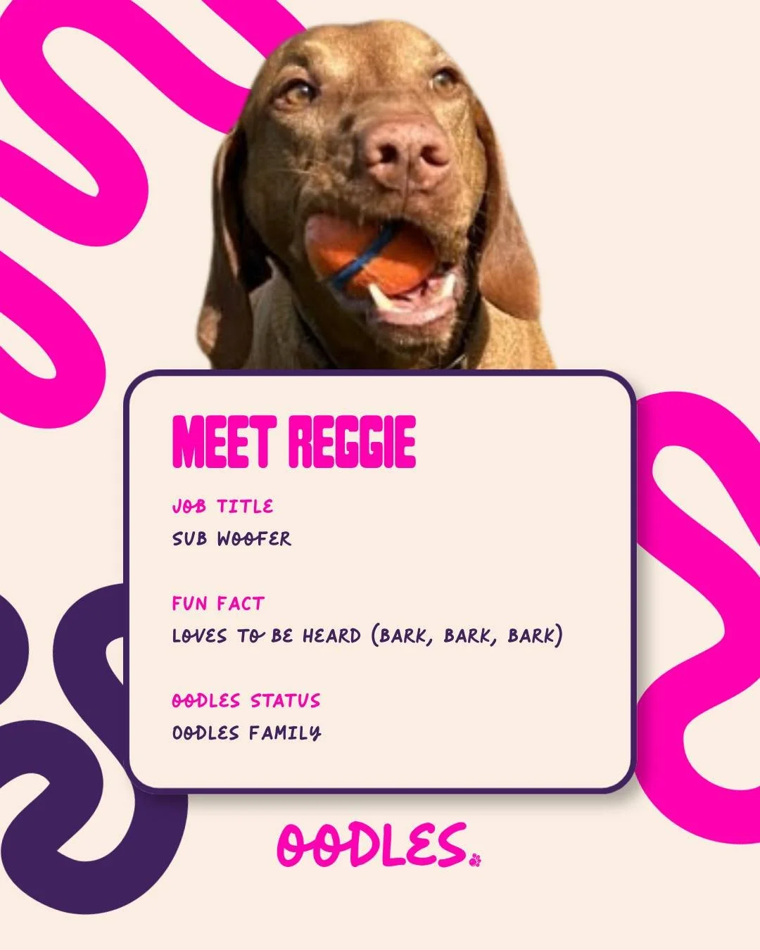 Turn up the volume for Reggie &mdash; our resident Sub woofer!
 He LOVES to be heard, has energy for days, and brings the vibes wherever he goes.
 If there&rsquo;s fun to be had, Reggie&rsquo;s already leading the chorus! 

#OodlesFamily #MeetReggie 