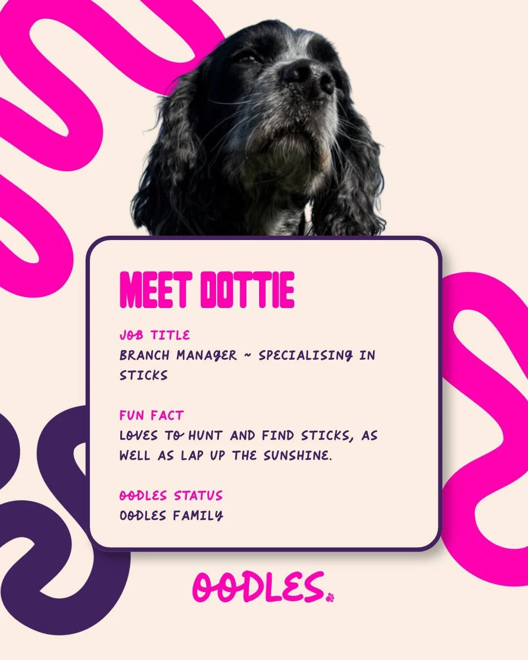 Say hello to Dottie, the sweetest Branch Manager you&rsquo;ll ever meet 
She loves a stick, loves a treat, and loves making friends with everyone she meets.
Calm, clever, and sunshine-loving &mdash; Dottie brings the good vibes everywhere she goes.

