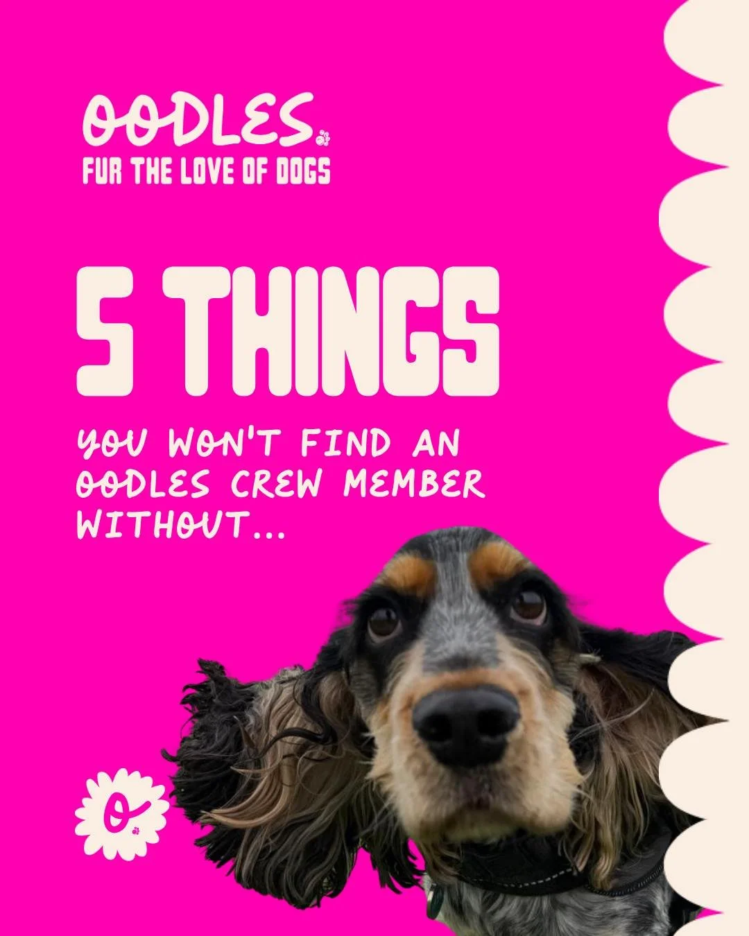 We love the chaos, the laughs, the &ldquo;we all know this is happening&rdquo; moments&hellip; but behind every walk, secure field session, and playdate is a crew that&rsquo;s actually prepared.
Because good dog care isn&rsquo;t random &mdash; it&rsq
