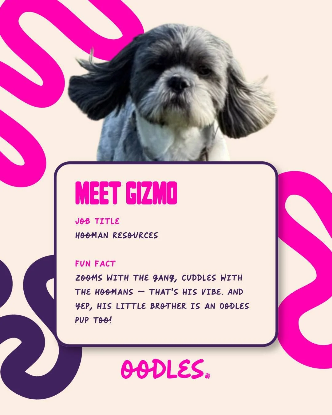 Meet Gizmo &mdash; Head of Hooman Resources and expert in zoomies, cuddles, and keeping everyone happy!
He zooms with the gang, melts into hooman snuggles, and has recall skills that deserve a promotion.
Oh, and his little brother? He&rsquo;s part of
