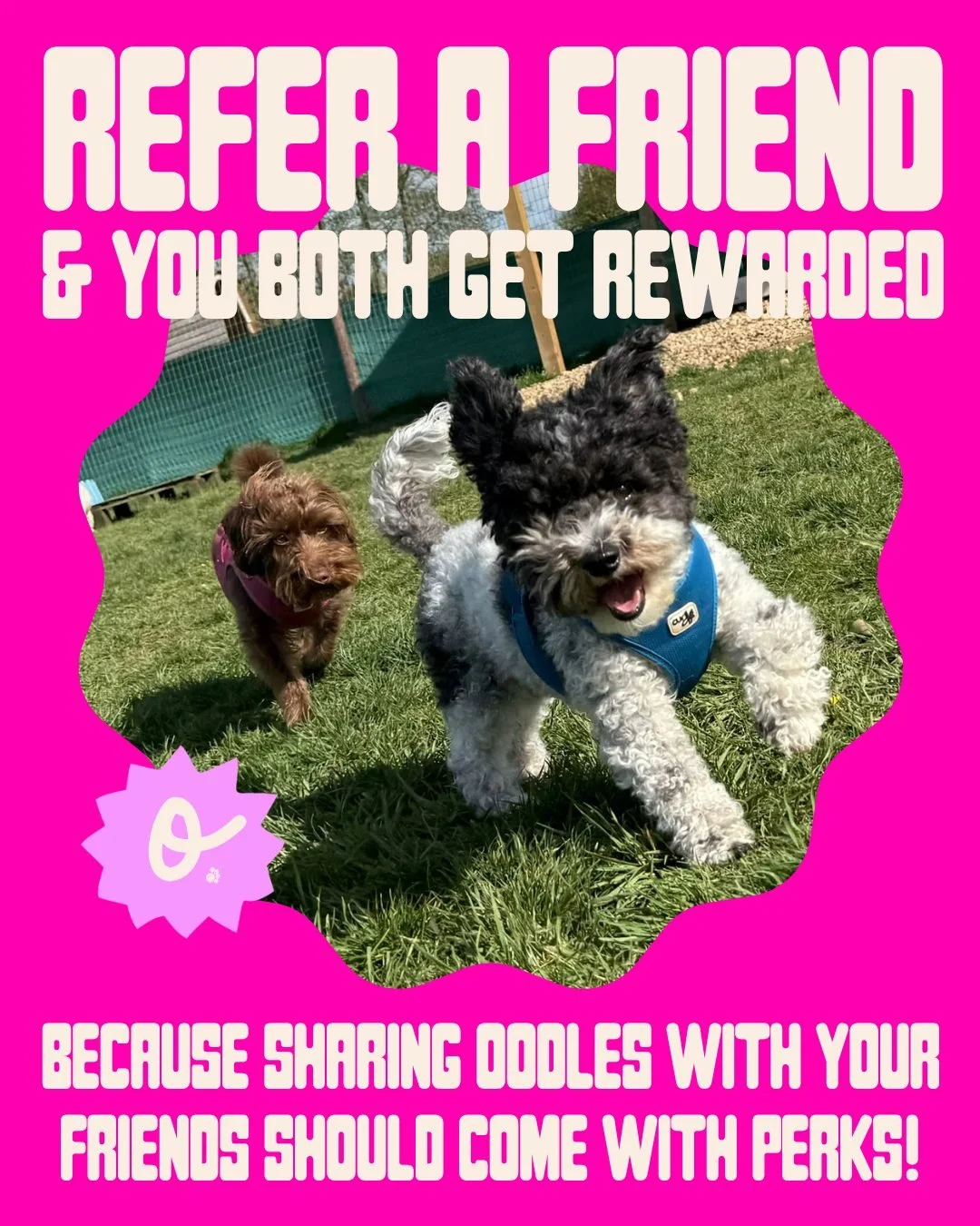 Got a friend with a four-legged bestie?
Spread the word about Oodles and get rewarded! 
~ Refer a friend
~ Receive &pound;5 credit
~ They get a half-price taster session
It's the perfect chance for their pup to join the fun while you enjoy a little t