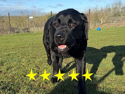 Black Labrador retriever standing on grass in a park with a fence and trees in the background, sunny day, five-star rating overlay.