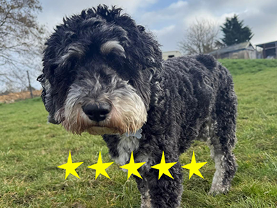 Close-up of a curly black and gray dog standing on grass outdoors with a partly cloudy sky and trees in the background.