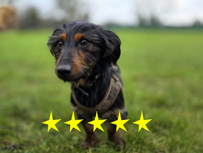 A small black and brown dog standing on grass with a blurred green background.