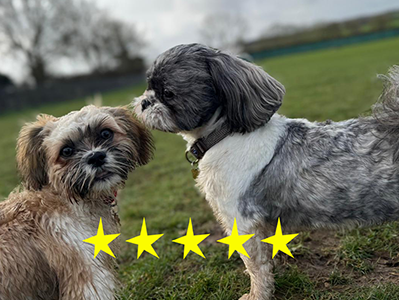 Two small dogs standing on grass outdoors with trees and a cloudy sky in the background.