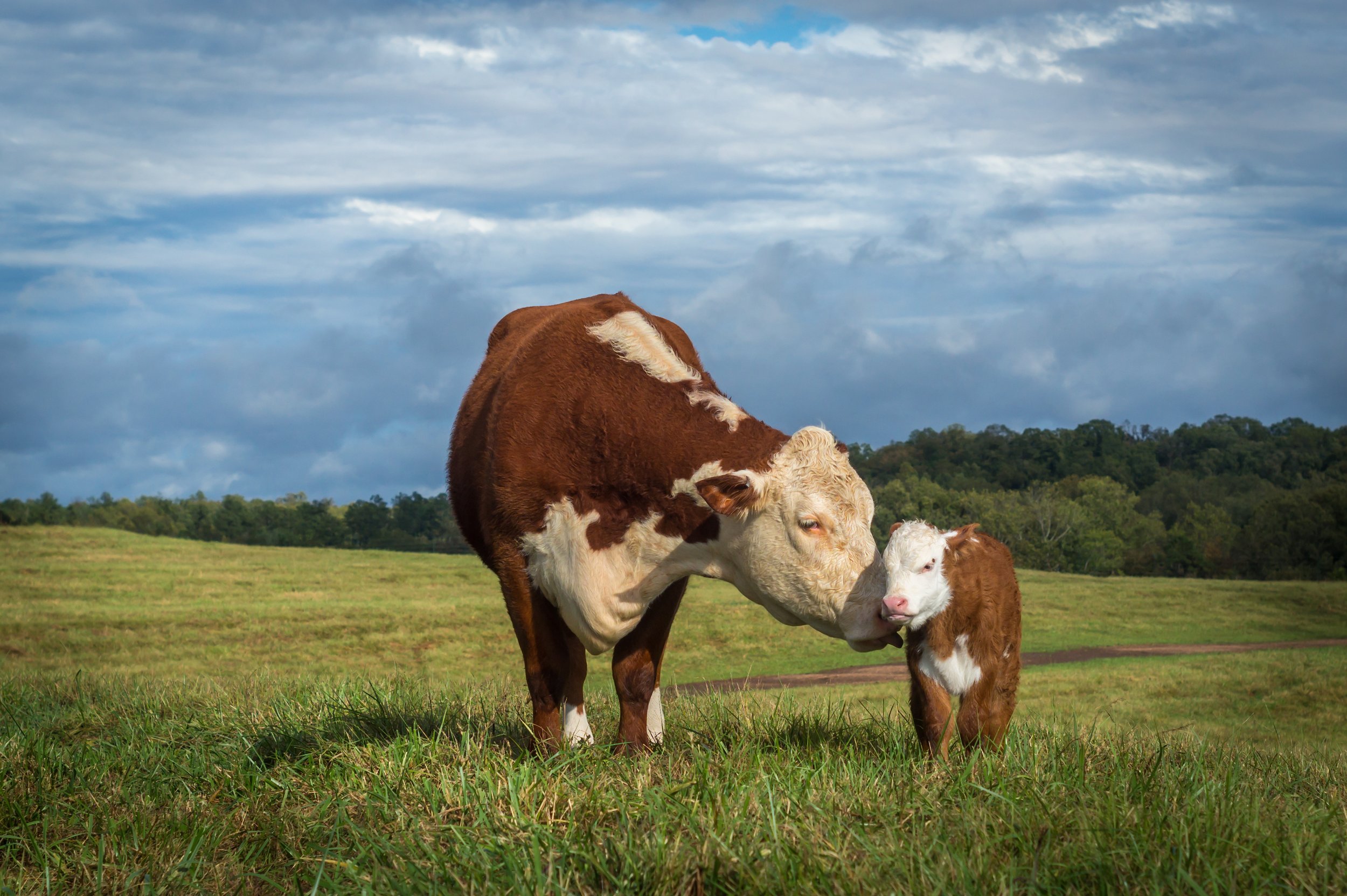 A cow and a calf in a grassy field with a cloudy sky and trees in the background.