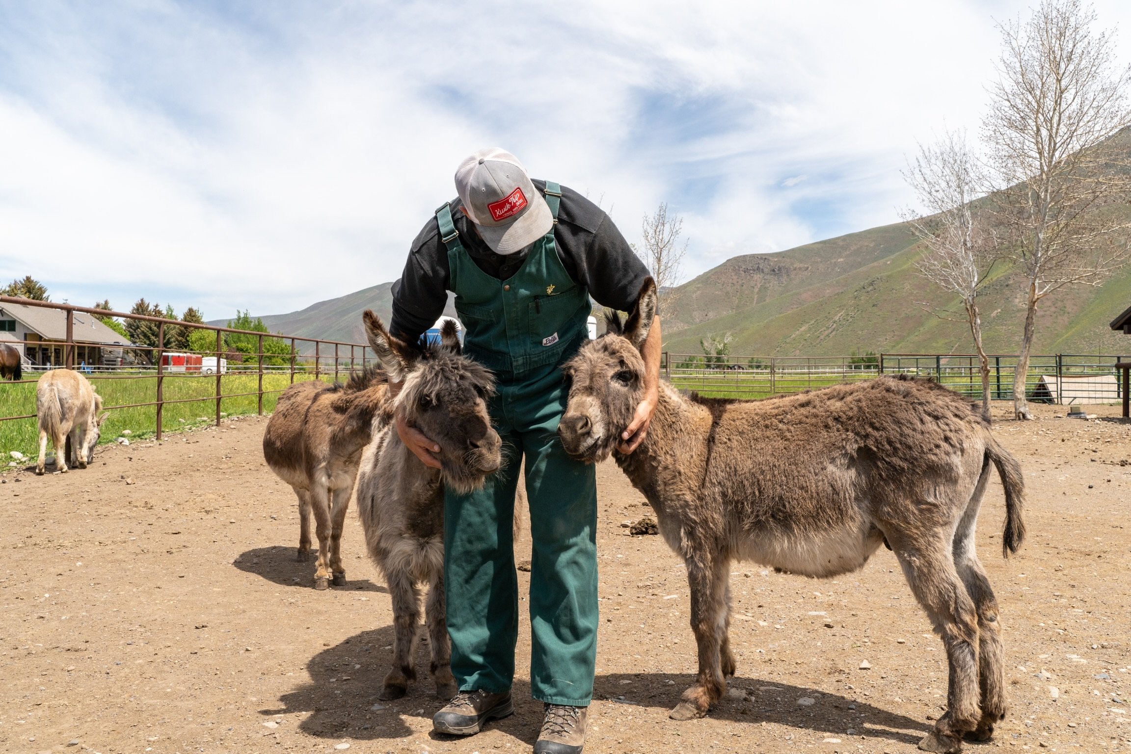A person in farm attire petting two donkeys in a fenced outdoor pen with hills and leafless trees in the background.