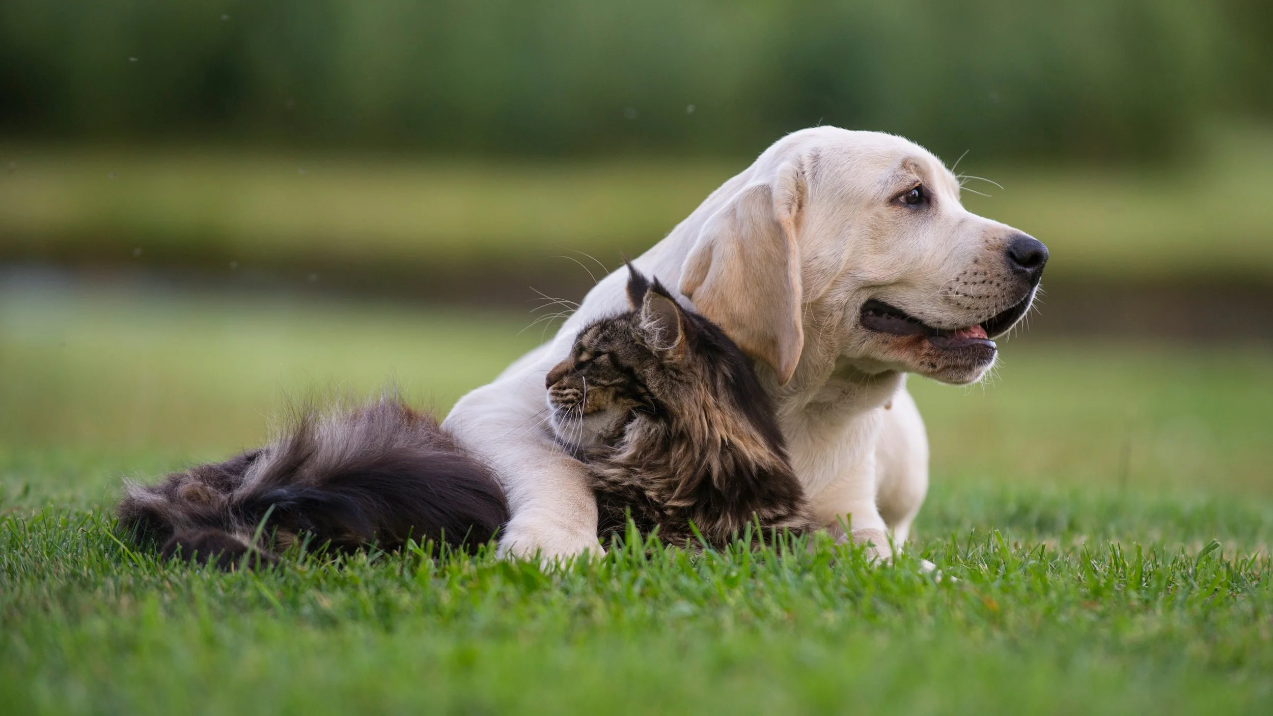 A dog and a cat lying together on grass, with the dog resting its head and the cat nestled against it.