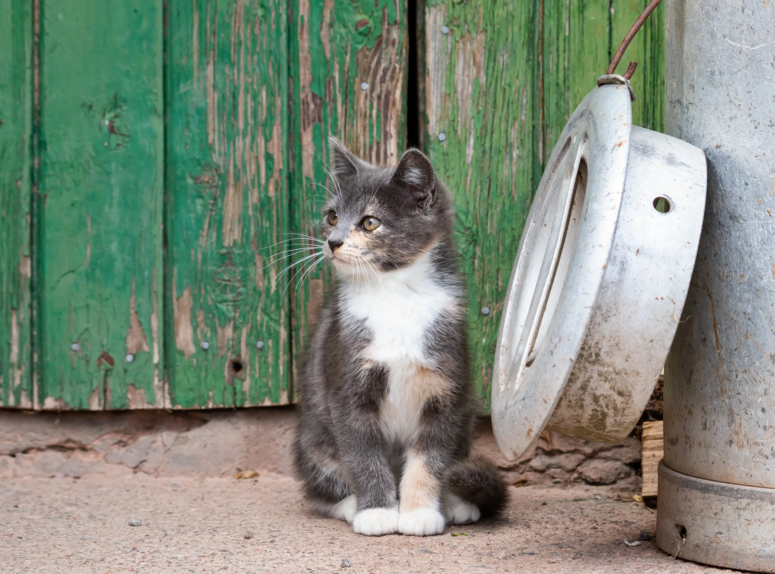 A gray and white kitten sitting on a concrete ground outside, next to a green, weathered wooden wall and an old metal milk can with a hanging metal lid.