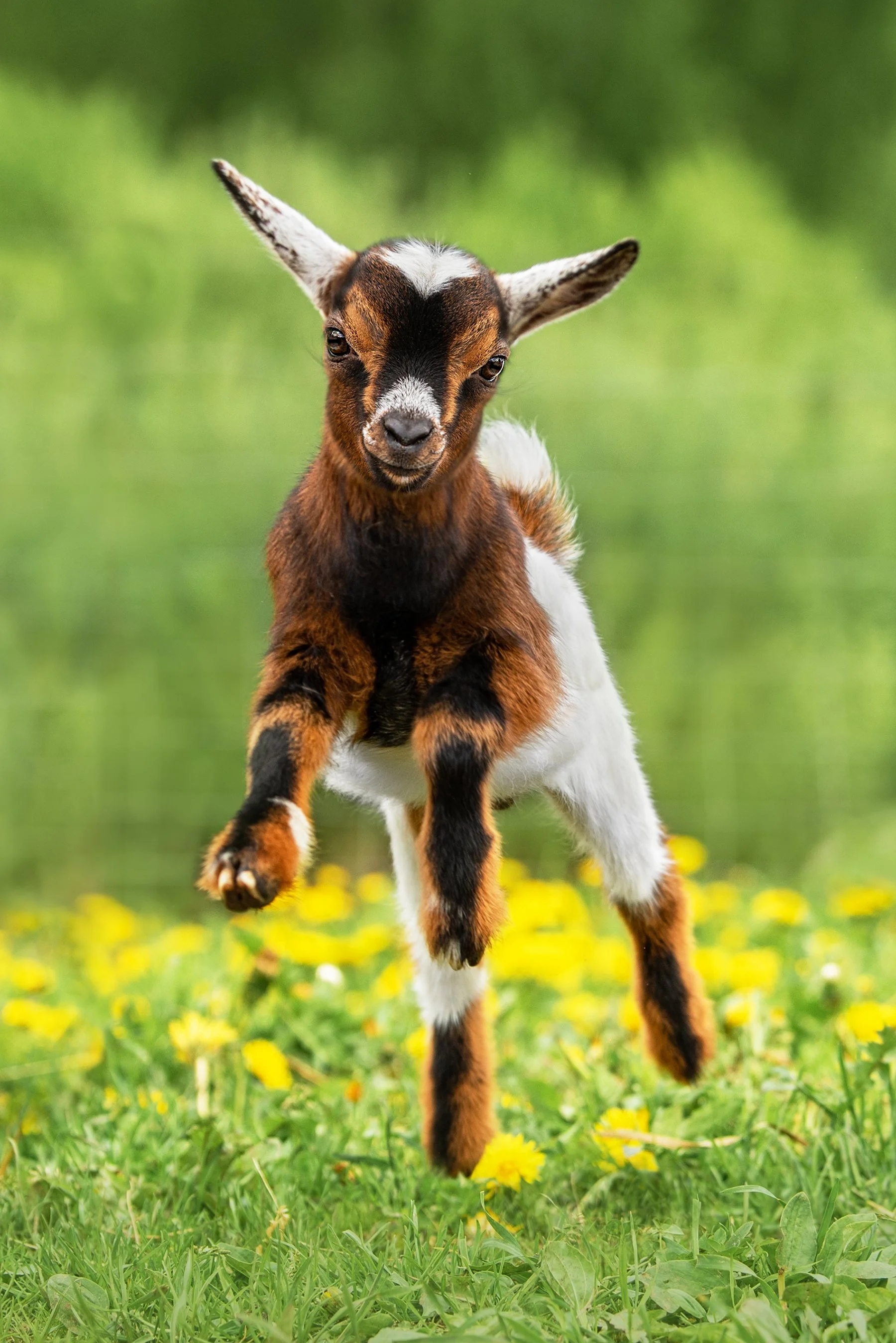 Young goat jumping in a grassy field with yellow flowers and green blurred background.
