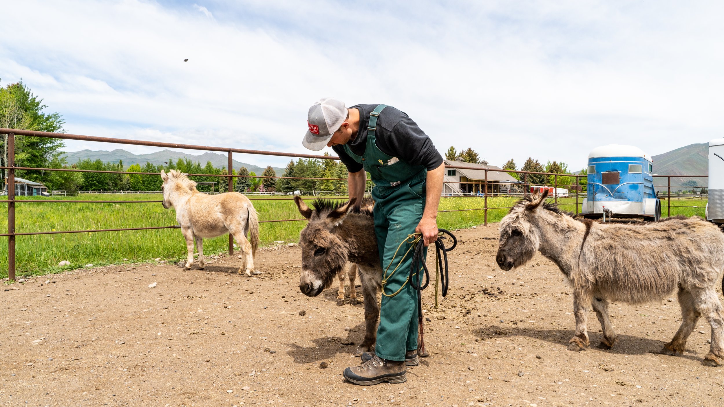 A person wearing green overalls and a gray baseball cap petting a small donkey in a farm enclosure, with other donkeys and horses in the background, green fields, trees, and mountains.