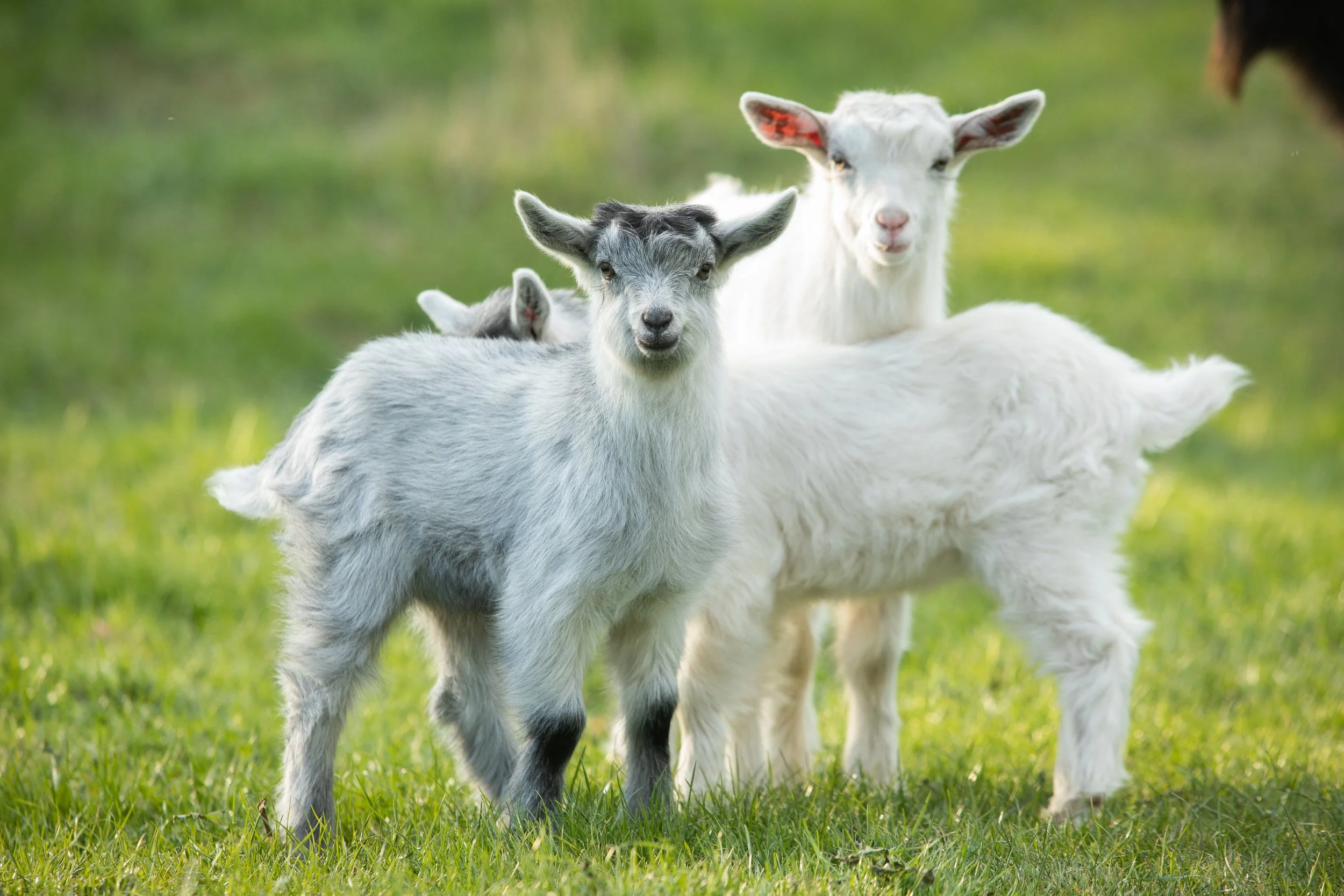 Three baby goats standing on green grass, with a blurred green background.