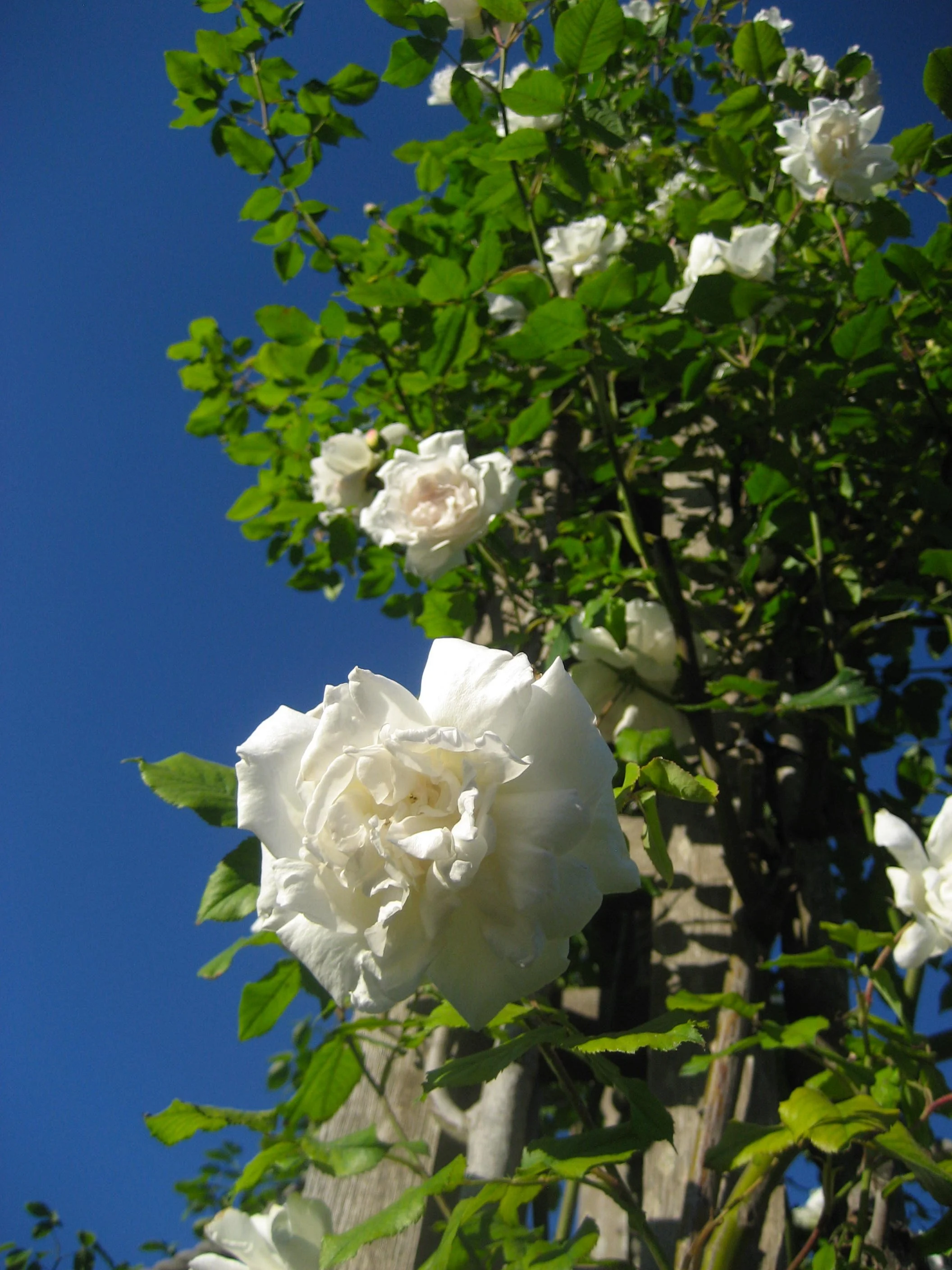 AfterlightImage 27.JPG