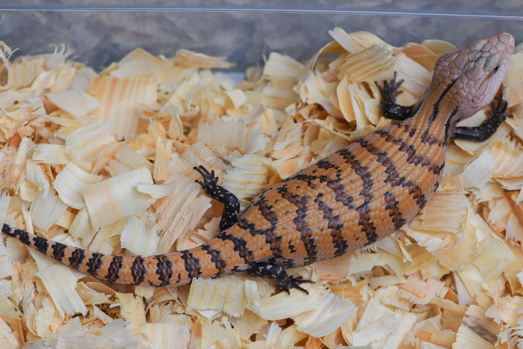 A leopard gecko with orange and black striped pattern resting on wood shavings inside a terrarium.