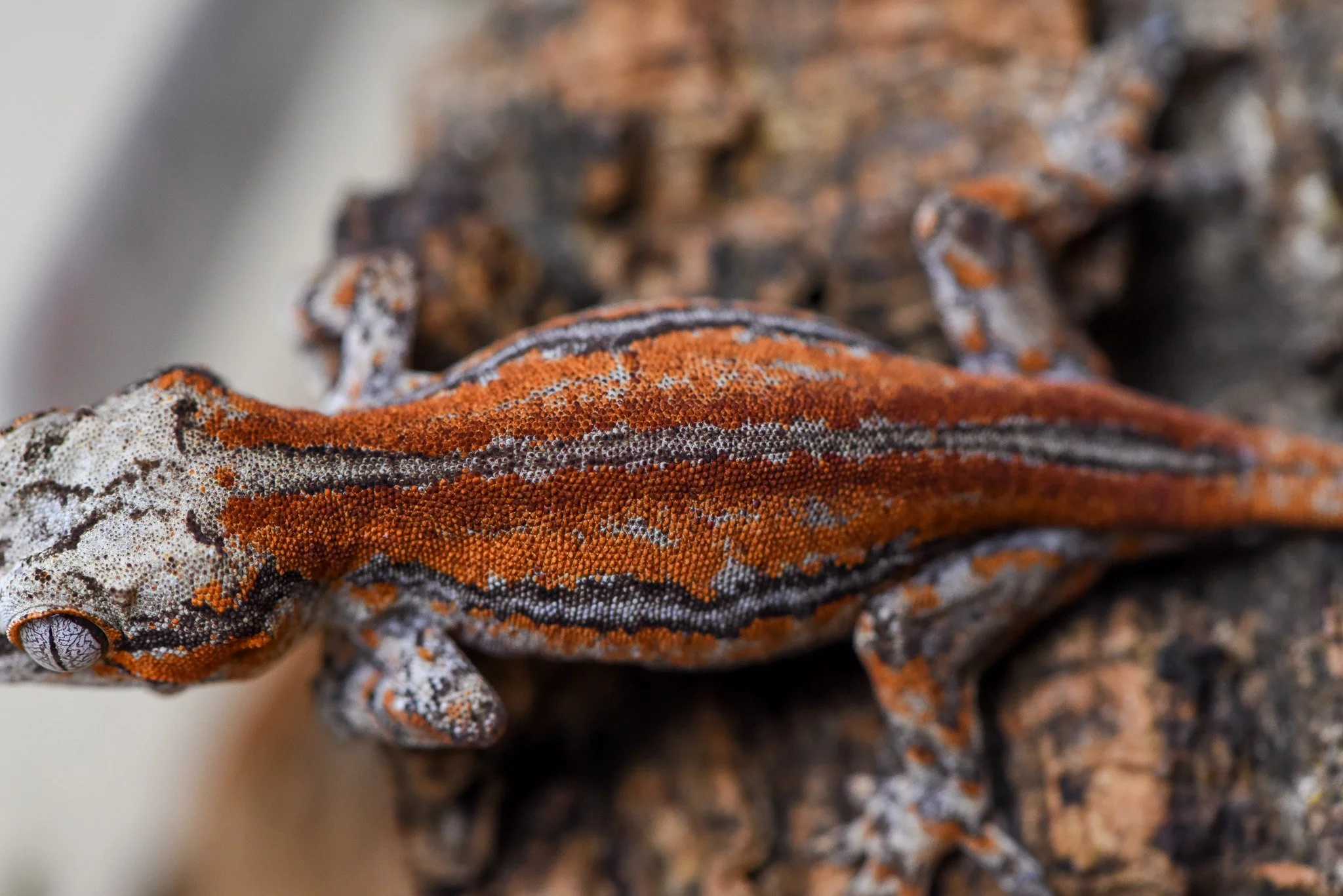 2025 Red Super Stripe Gargoyle Gecko