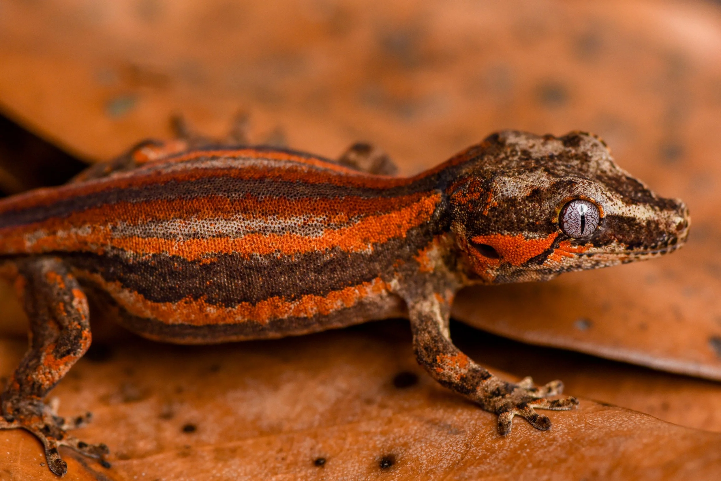 Close-up of a small, camouflaged gecko with a brown and orange striped pattern on its back, perched on a brown leaf.