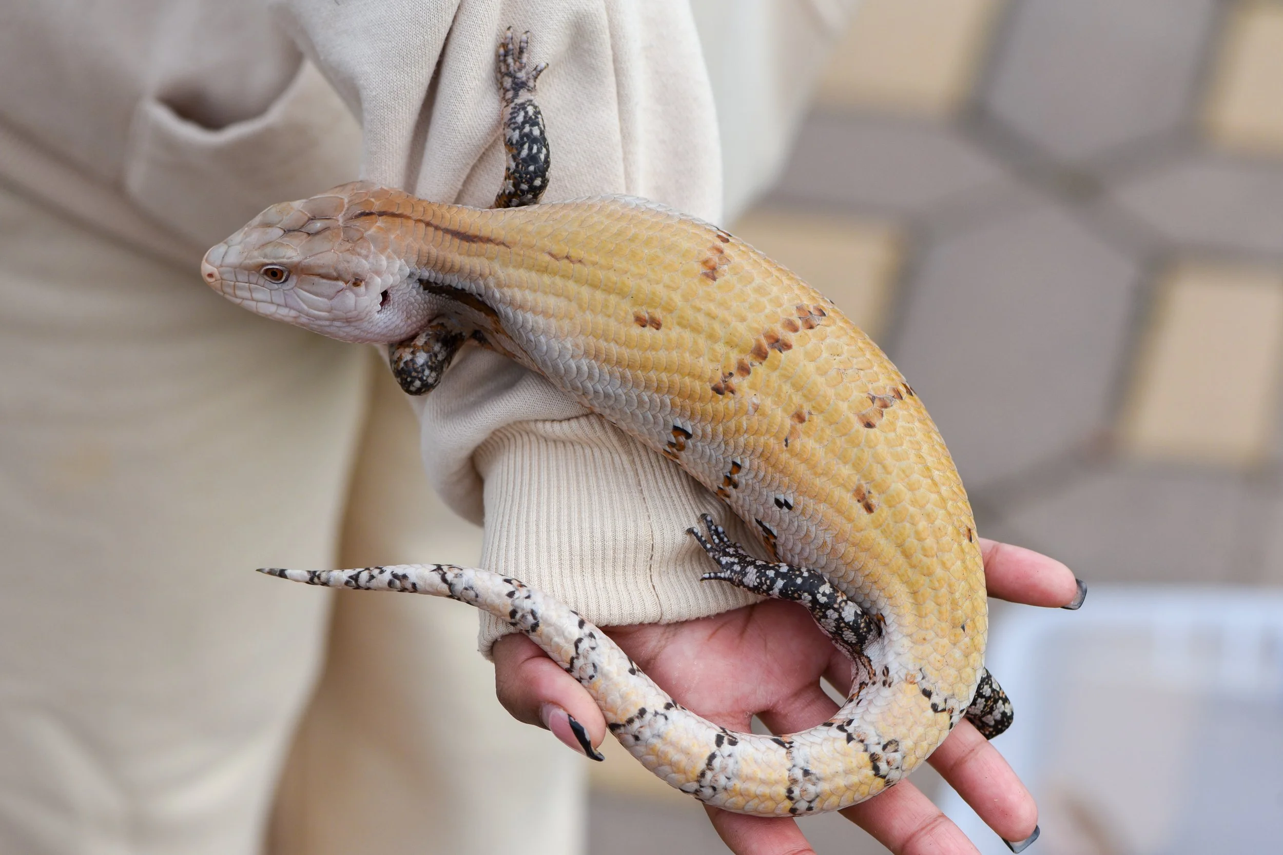 A person holding an albino gecko with beige and white scales and black markings on its tail and paws.