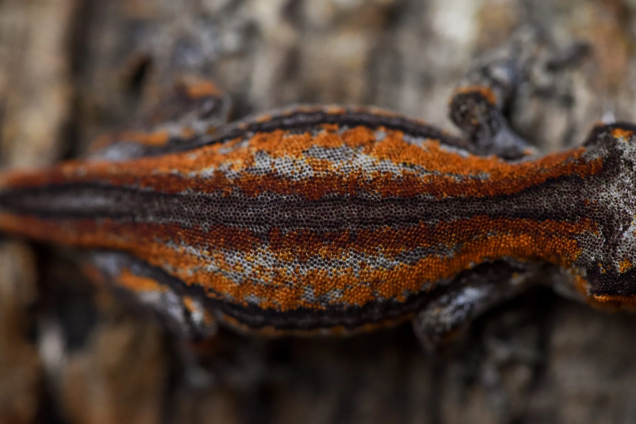 2025 Red Super Stripe Gargoyle Gecko