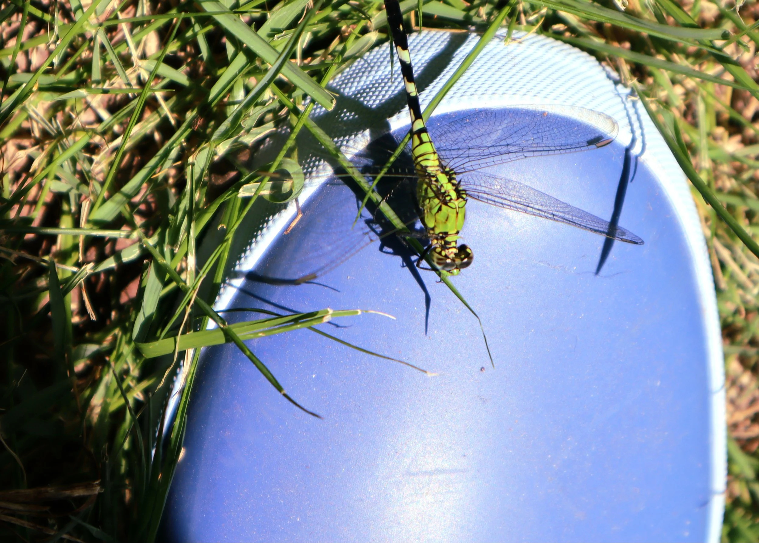 Close-up of a green dragonfly perched on a reflective blue surface, surrounded by grass blades with some shadow and sunlight.