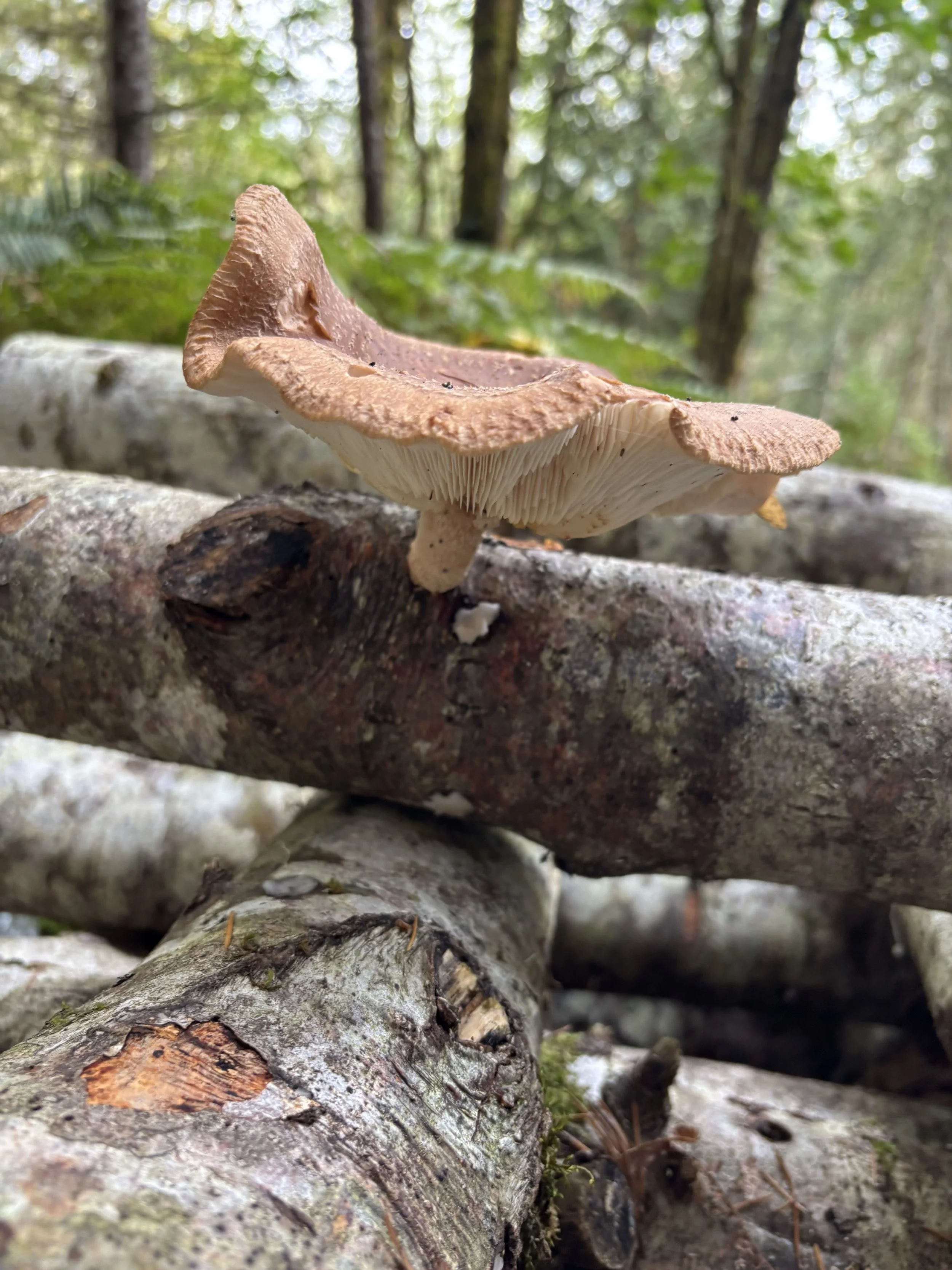 Mushroom growing on fallen logs in a forest.