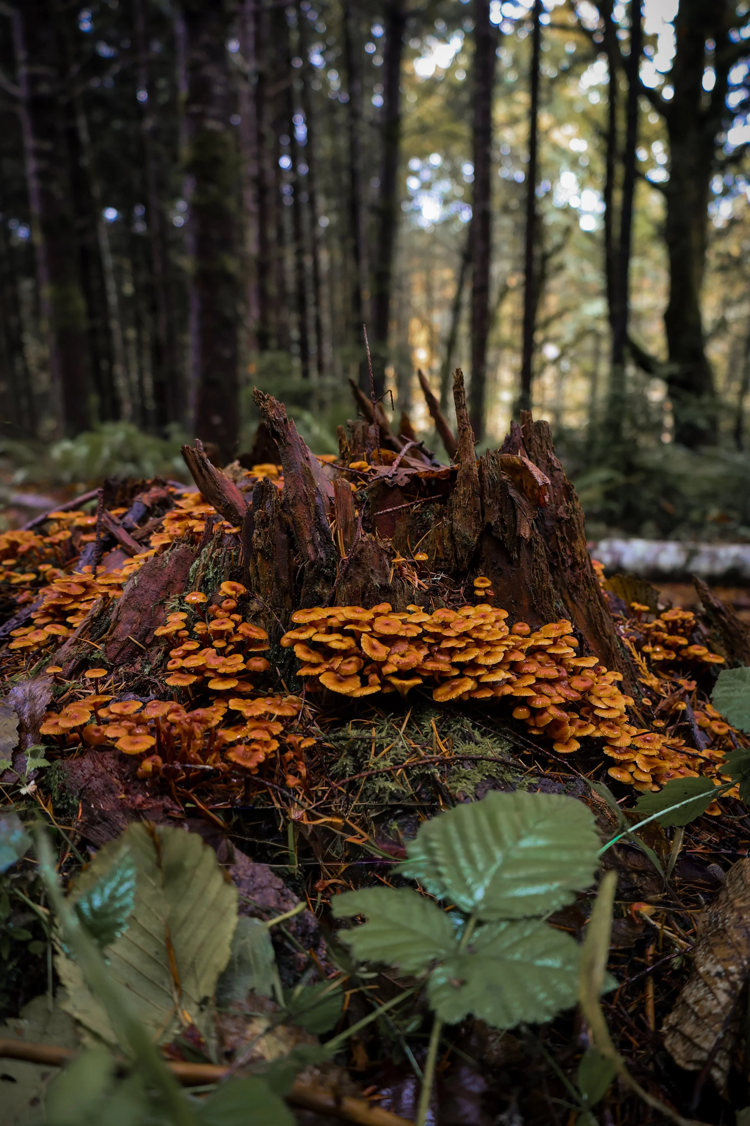 Orange mushrooms growing on a fallen tree stump in a forest.