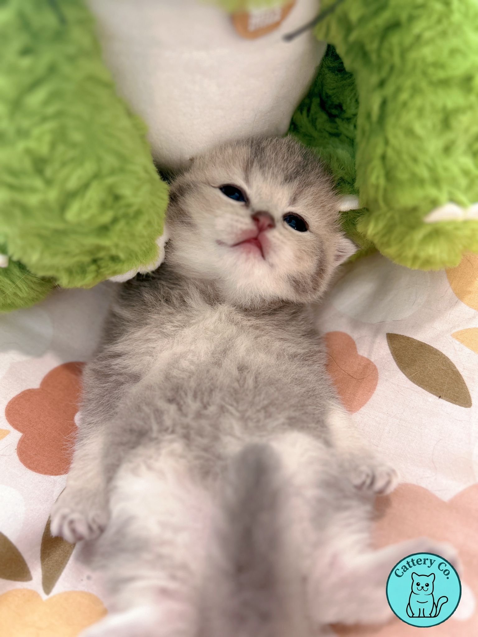 Kittens lying on a floral-patterned blanket, partially covered by a green stuffed animal or blanket. One kitten is looking up at the camera with blue eyes.