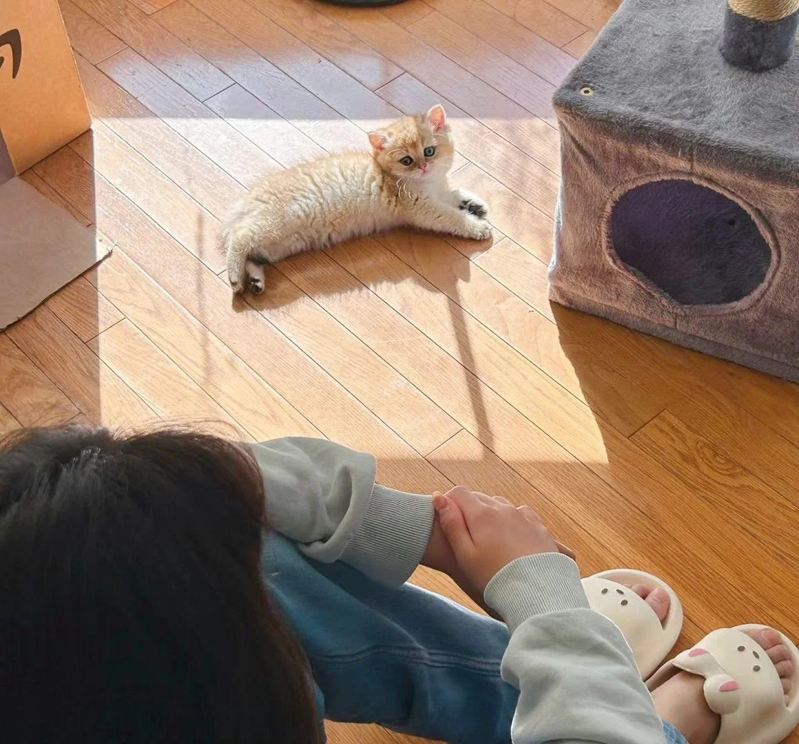 A person sitting on the floor with a child wearing white slippers, looking at a ginger kitten lying on a wooden floor in a sunny room.