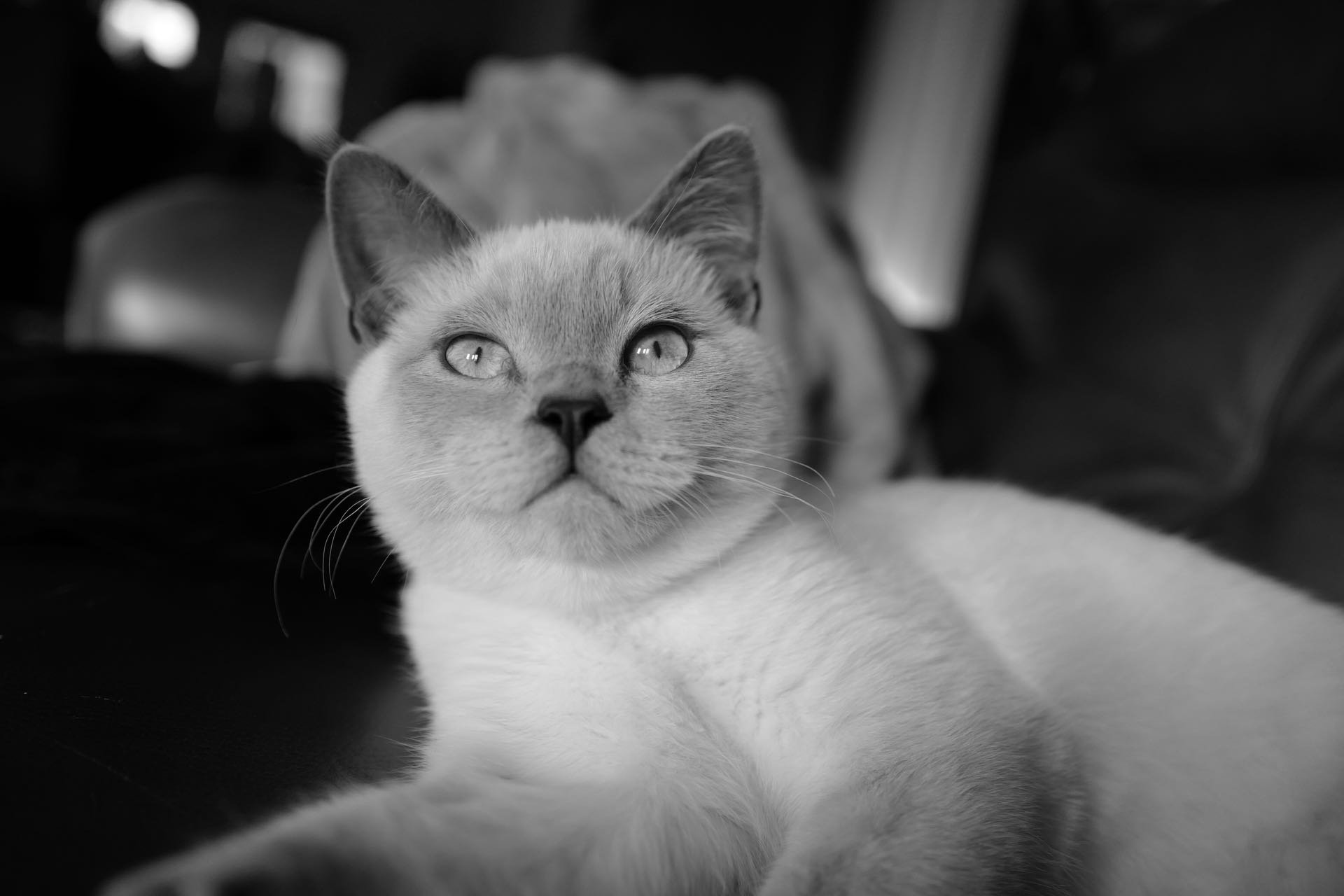 A close-up black and white photo of a cat with light-colored fur, resting with its head slightly tilted and looking up.