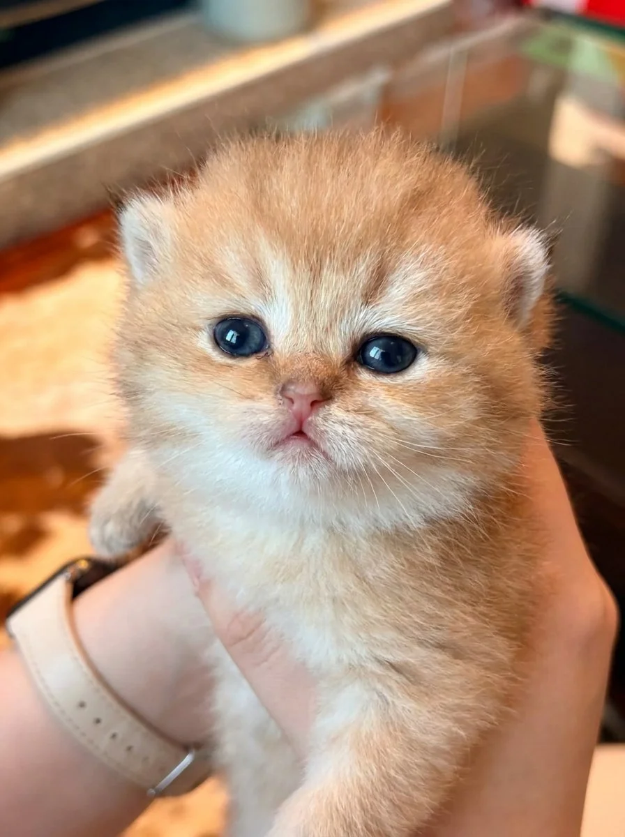 Photographing_kitten_head_close-up_20261014190051.jpg