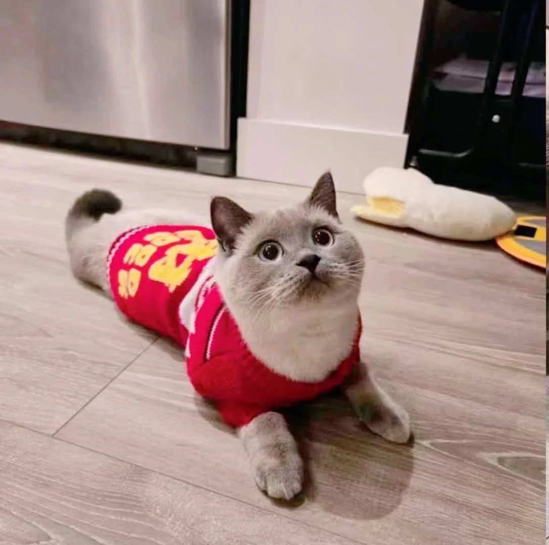 A cute gray and white cat lying on a wooden floor, wearing a red sweater with yellow and white design, looking upward.