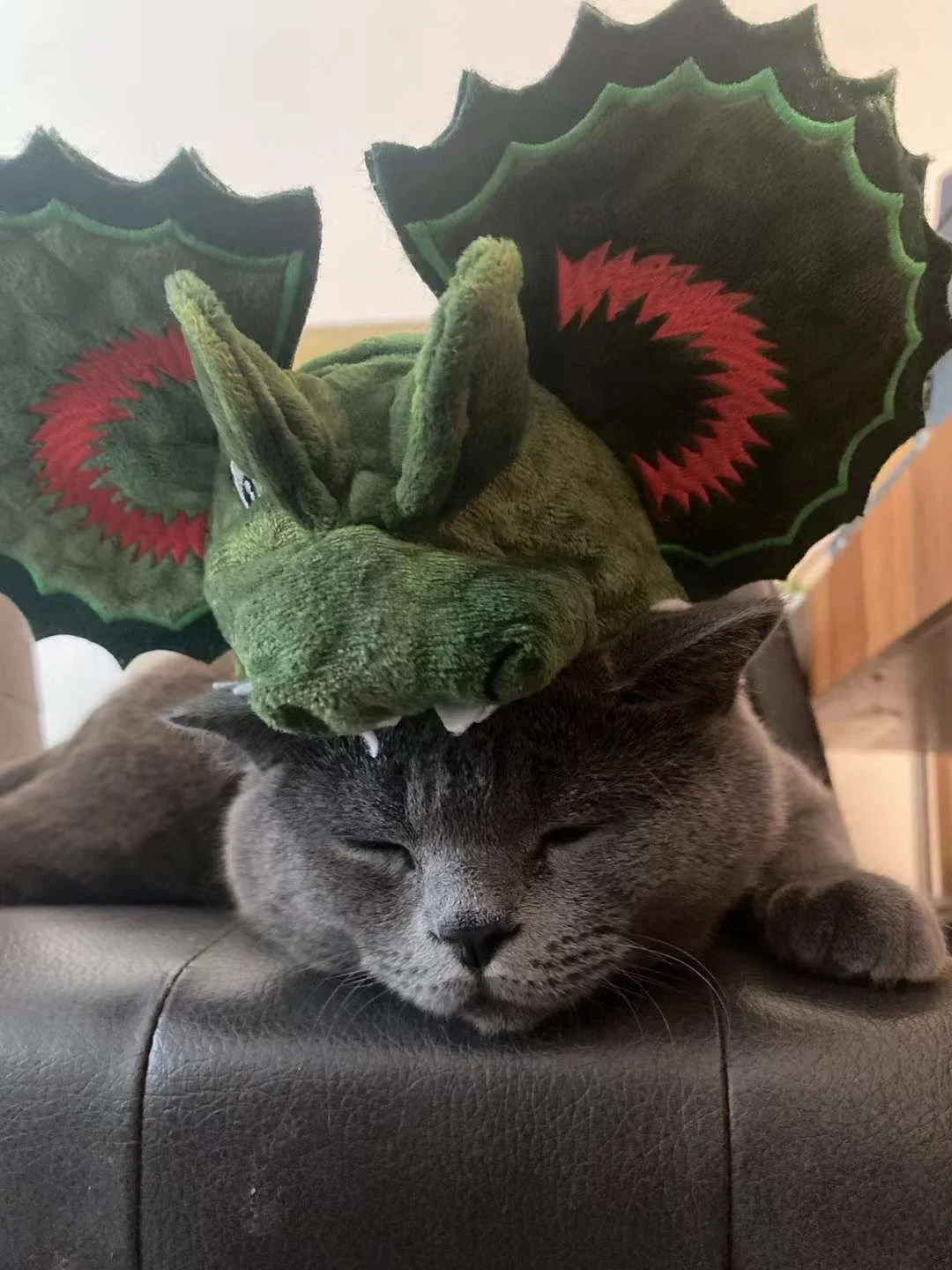 A gray cat sleeping on a black surface with a green plush dinosaur costume with red and black fringed wings on its back resting on its head.