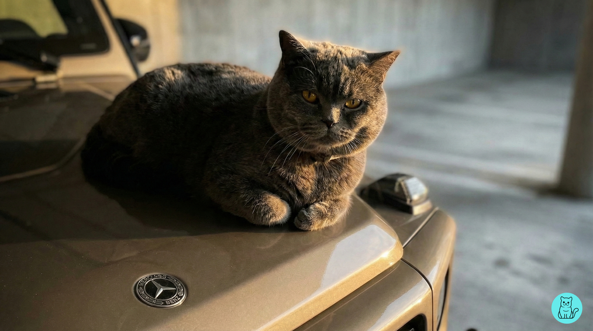 A tabby cat with yellow eyes and a dark coat of fur is sitting on top of a metallic Mercedes-Benz vehicle. The setting appears to be an indoor garage or parking area with concrete surfaces.