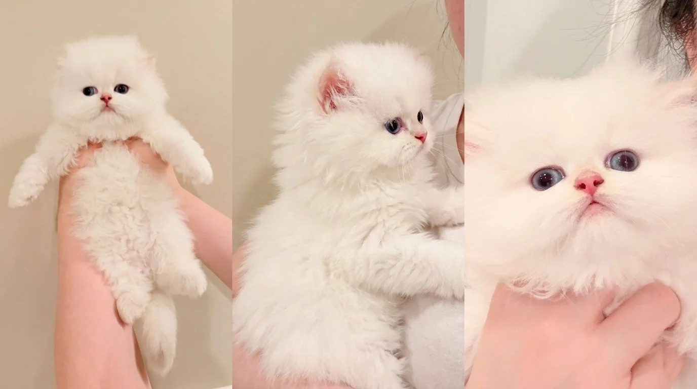 Kitten_3-view_picture.jpeg