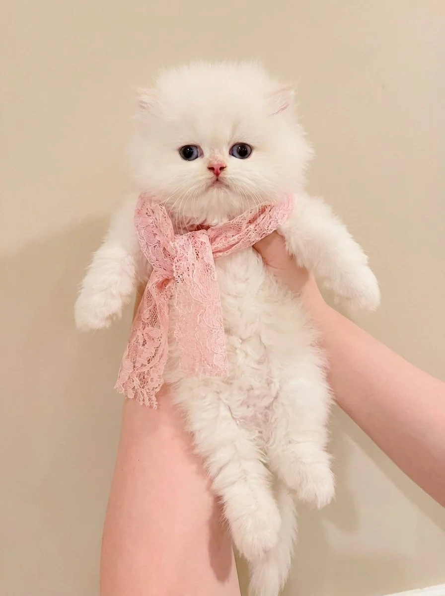 Cat_wearing_pink_lace_scarf_202609011630.jpeg