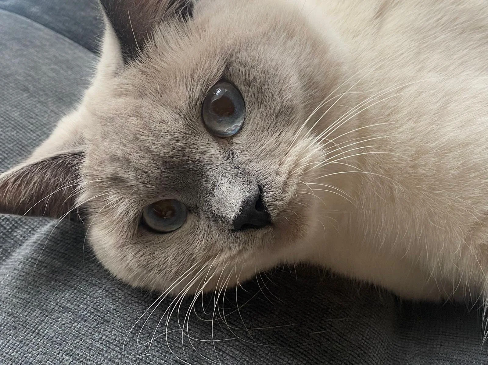 Close-up of a Siamese cat lying on a gray textured surface, with blue eyes and cream-colored fur with darker points.