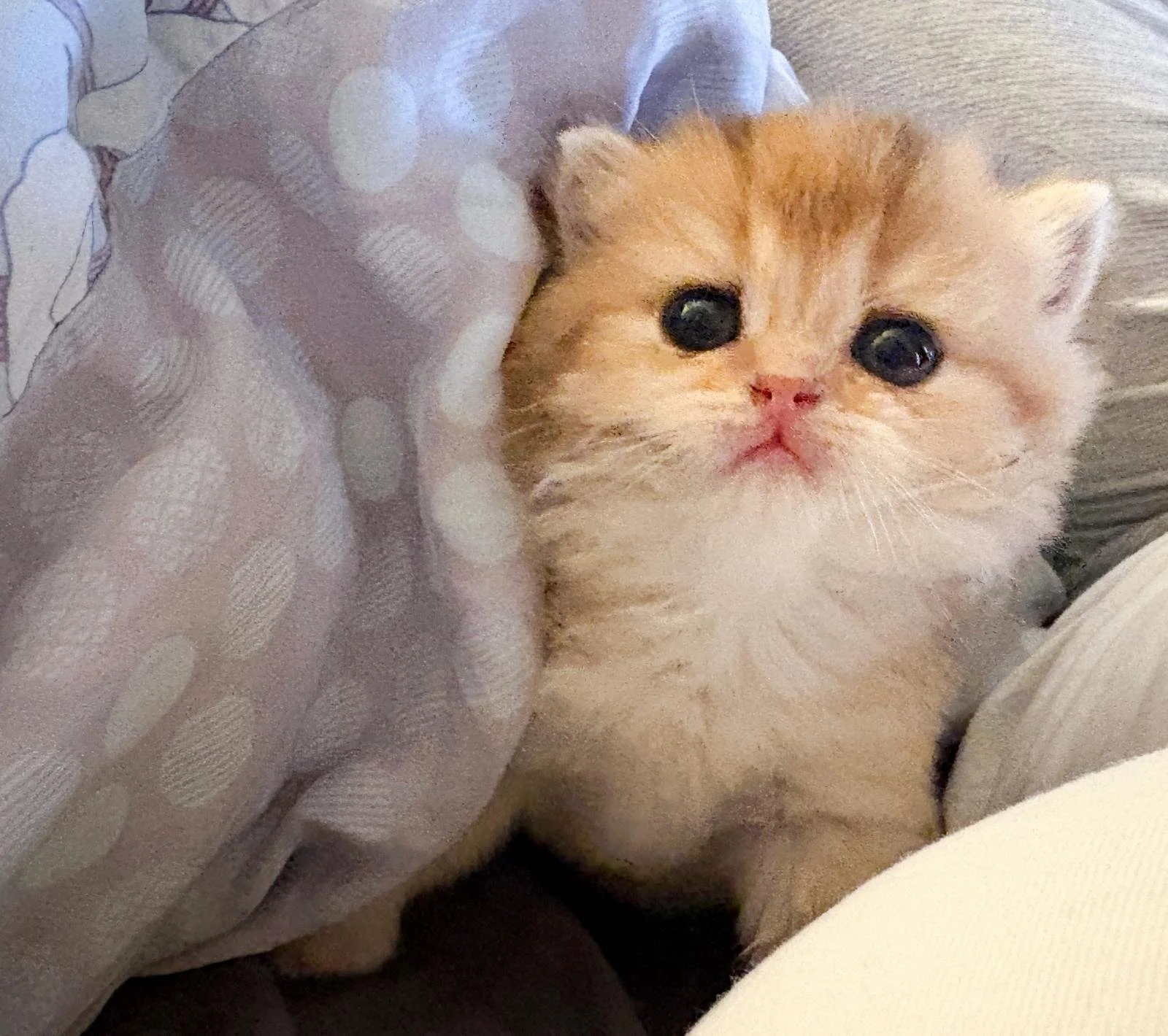 WhatsApp Image 2026-01-20 at 5.18.43 PM.jpeg