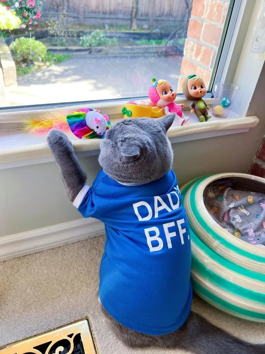 Gray cat wearing a blue shirt with white letters 'DAD BFF' looking out a window decorated with toys, including colorful plush toys and dolls, and a pet bed nearby.