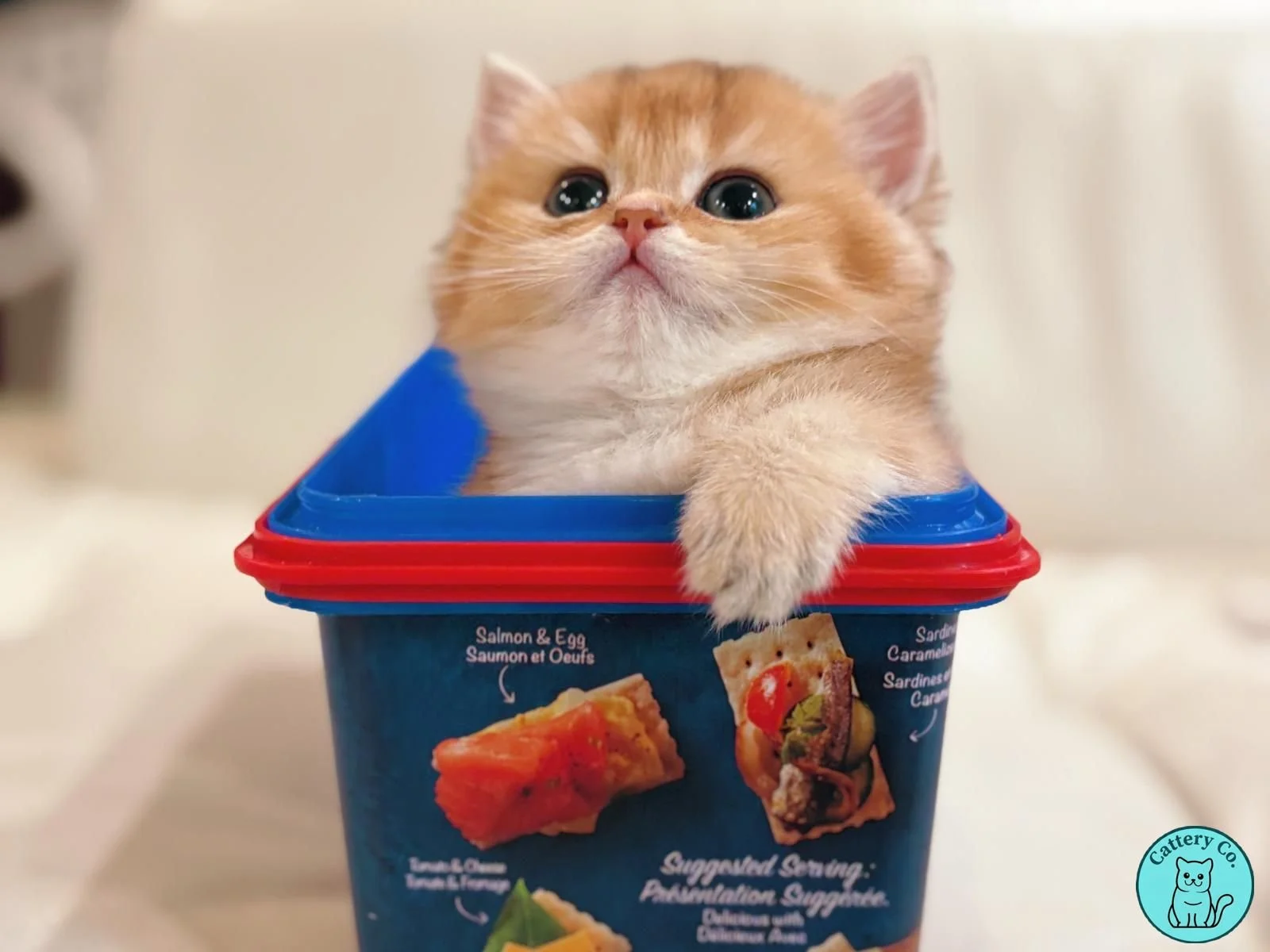 WhatsApp Image 2026-01-20 at 5.20.45 PM.jpeg